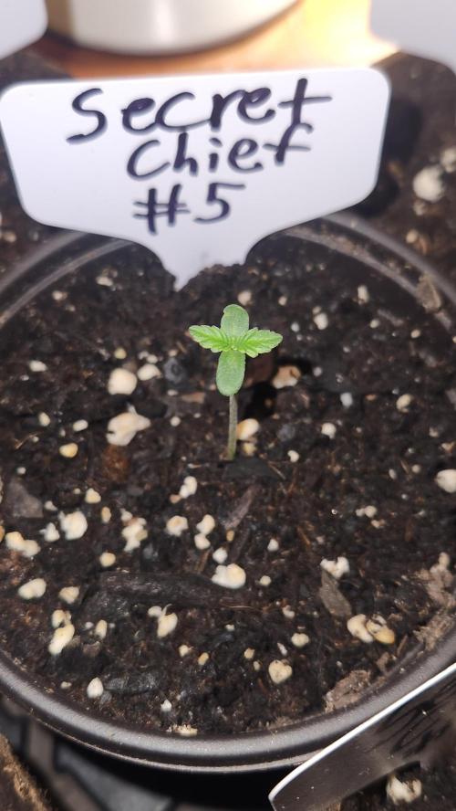 Outdoor Pheno Hunt 2026. Week 0 - 1st day of seedling 5/3