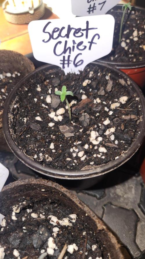 Outdoor Pheno Hunt 2026. Week 0 - 1st day of seedling 5/3