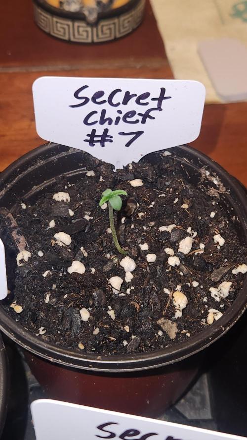Outdoor Pheno Hunt 2026. Week 0 - 1st day of seedling 5/3