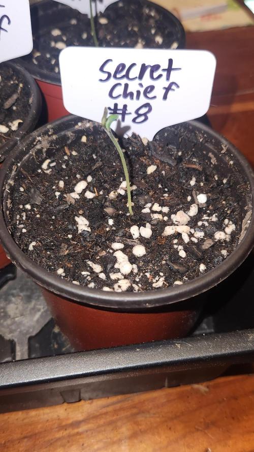 Outdoor Pheno Hunt 2026. Week 0 - 1st day of seedling 5/3