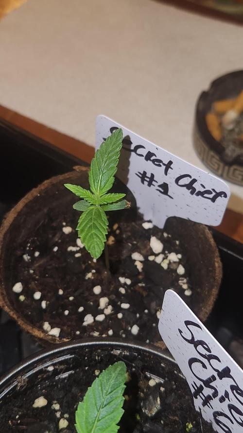 Outdoor Pheno Hunt 2026. Week 0 - Seedling day 6