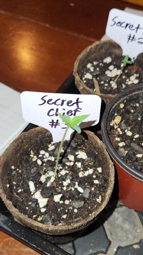 Outdoor Pheno Hunt 2026. Week 0 - Seedling day 6