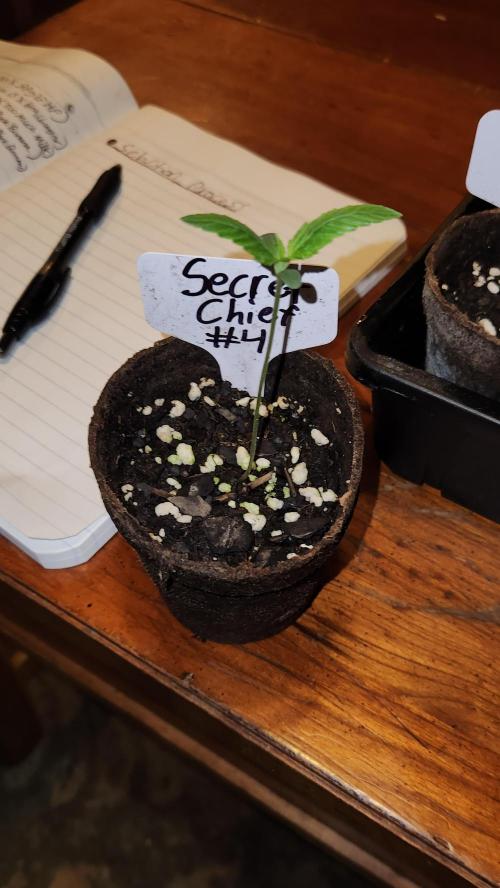 Outdoor Pheno Hunt 2026. Week 0 - Seedling day 6