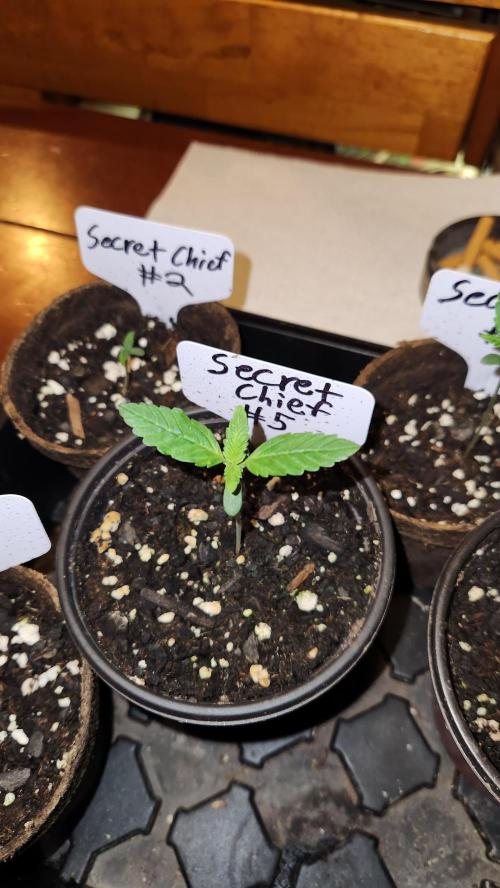 Outdoor Pheno Hunt 2026. Week 0 - Seedling day 6
