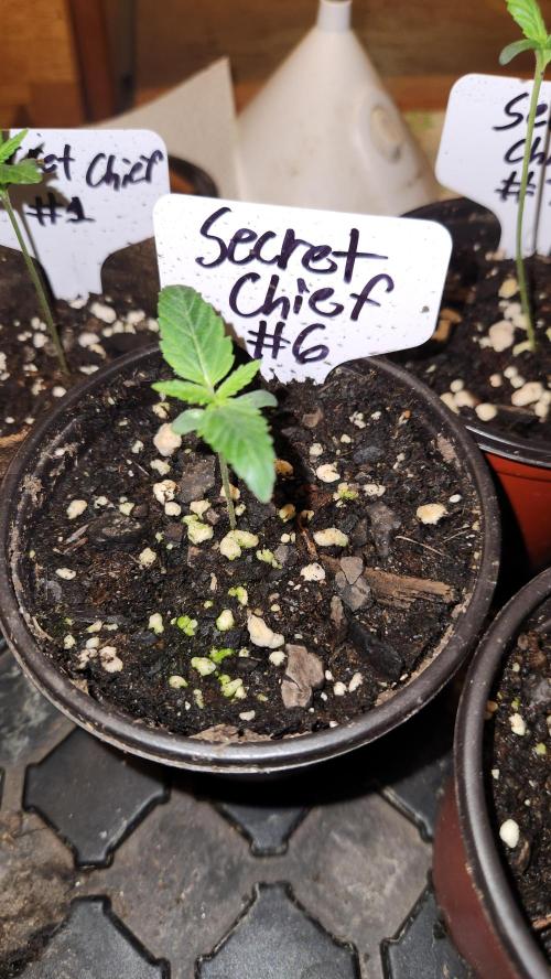 Outdoor Pheno Hunt 2026. Week 0 - Seedling day 6
