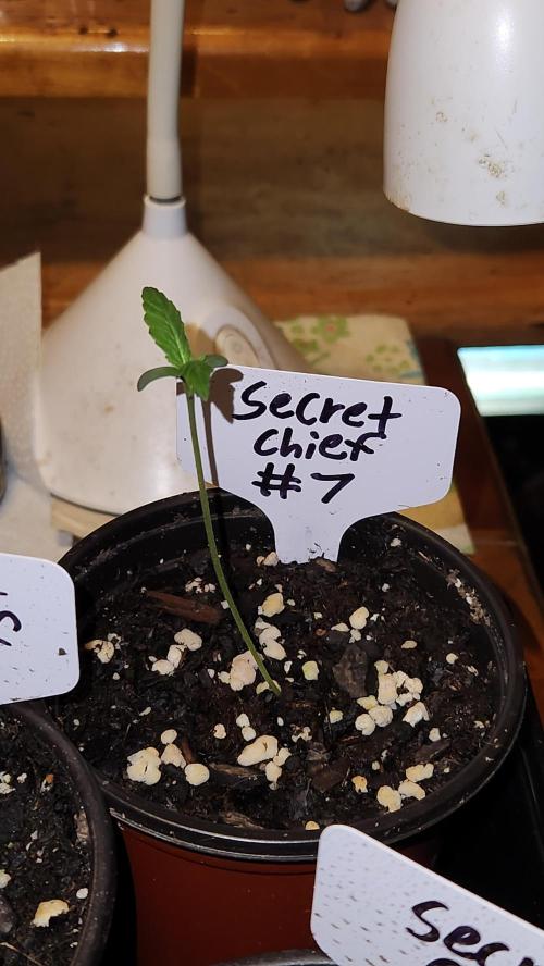Outdoor Pheno Hunt 2026. Week 0 - Seedling day 6