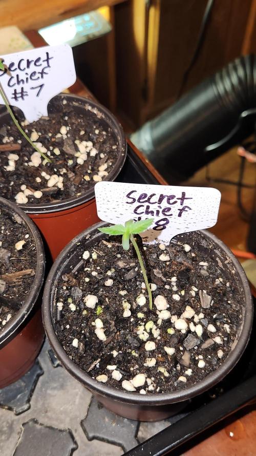 Outdoor Pheno Hunt 2026. Week 0 - Seedling day 6