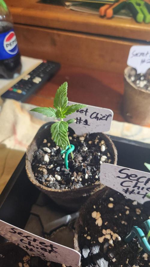 Outdoor Pheno Hunt 2026. Week 0 - Seedling day 8