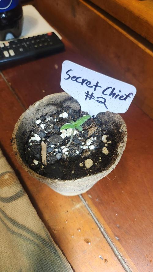 Outdoor Pheno Hunt 2026. Week 0 - Seedling day 8. Pheno 2 removed from selection for poor early vigor.