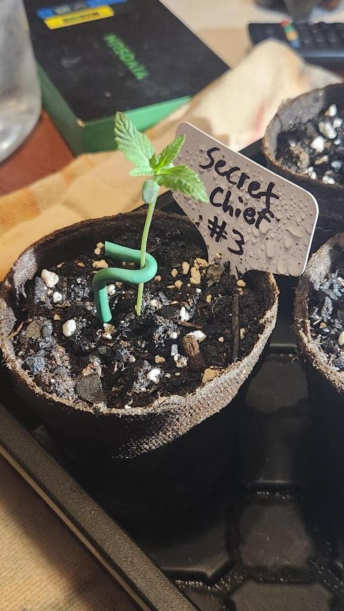 Outdoor Pheno Hunt 2026. Week 0 - Seedling day 8