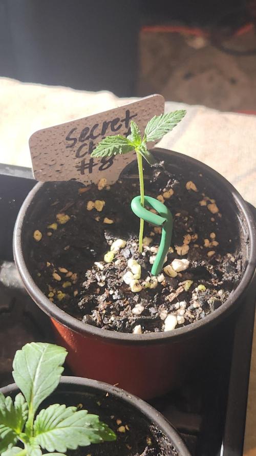 Outdoor Pheno Hunt 2026. Week 0 - Seedling day 8