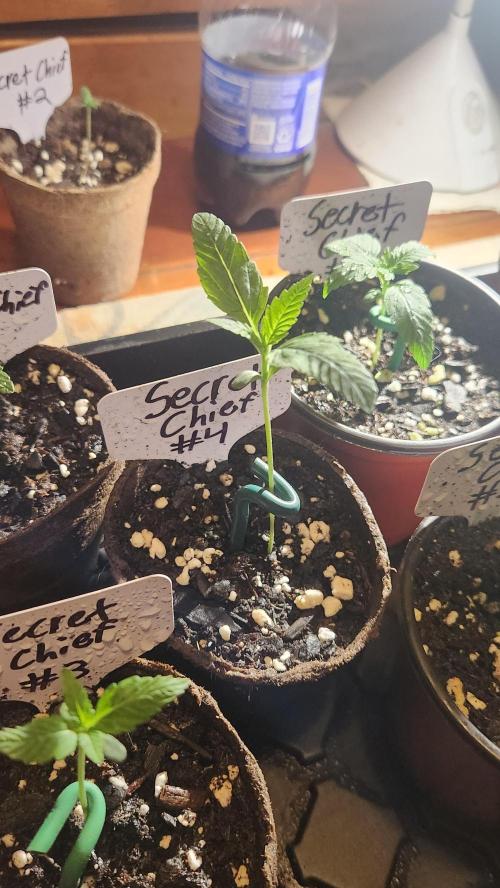 Outdoor Pheno Hunt 2026. Week 0 - Seedling day 8