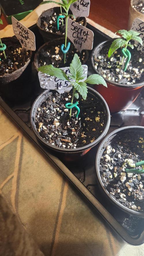 Outdoor Pheno Hunt 2026. Week 0 - Seedling day 8