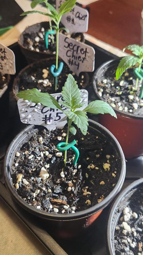 Outdoor Pheno Hunt 2026. Week 0 - Seedling day 8