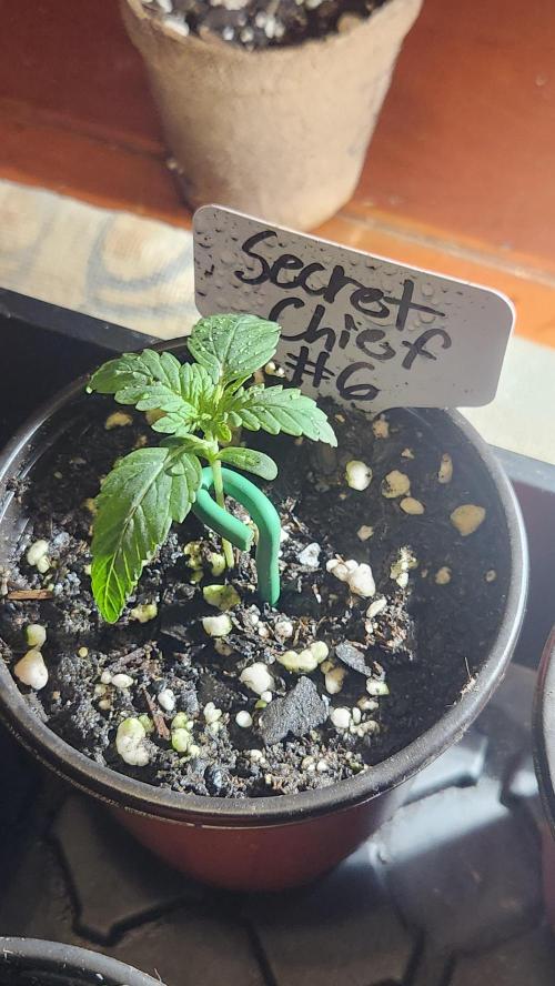 Outdoor Pheno Hunt 2026. Week 0 - Seedling day 8