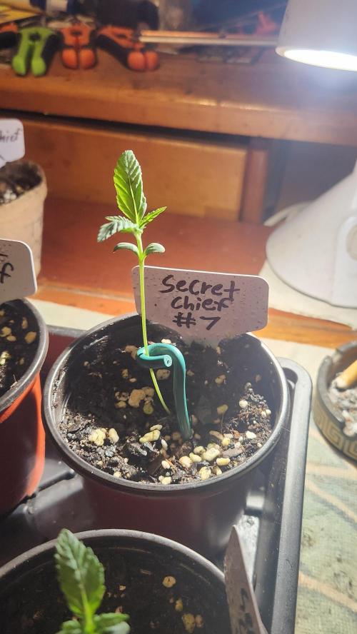 Outdoor Pheno Hunt 2026. Week 0 - Seedling day 8