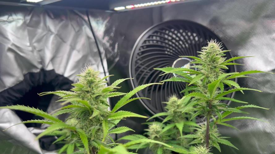 First Auto Grow