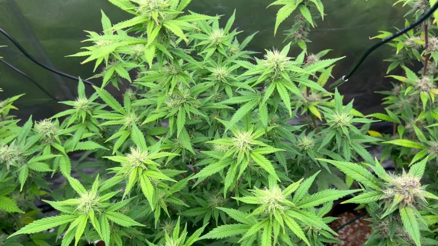 First Auto Grow