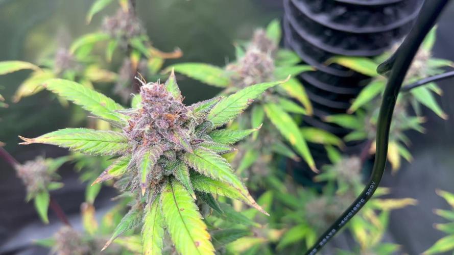 First Auto Grow