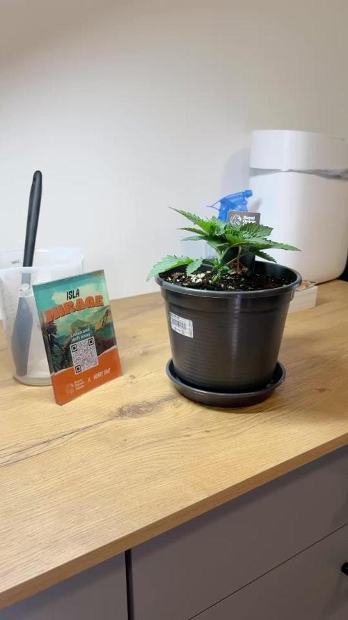 RQS Isla Mirage - First Grow