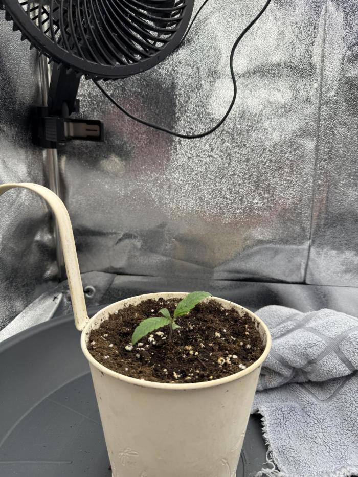 Bruce Banger. Week 0