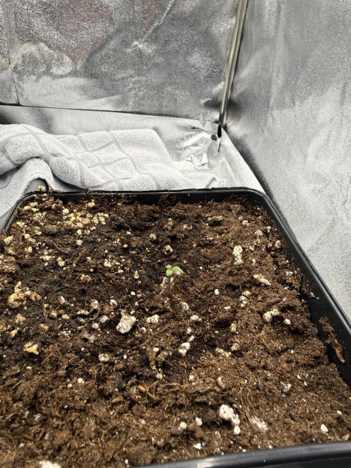 Apple Fritter. Week 0