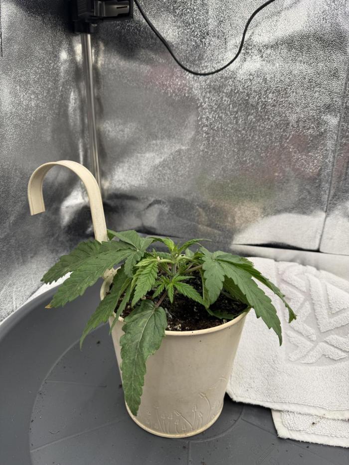 Bruce Banger FAST. Week 2