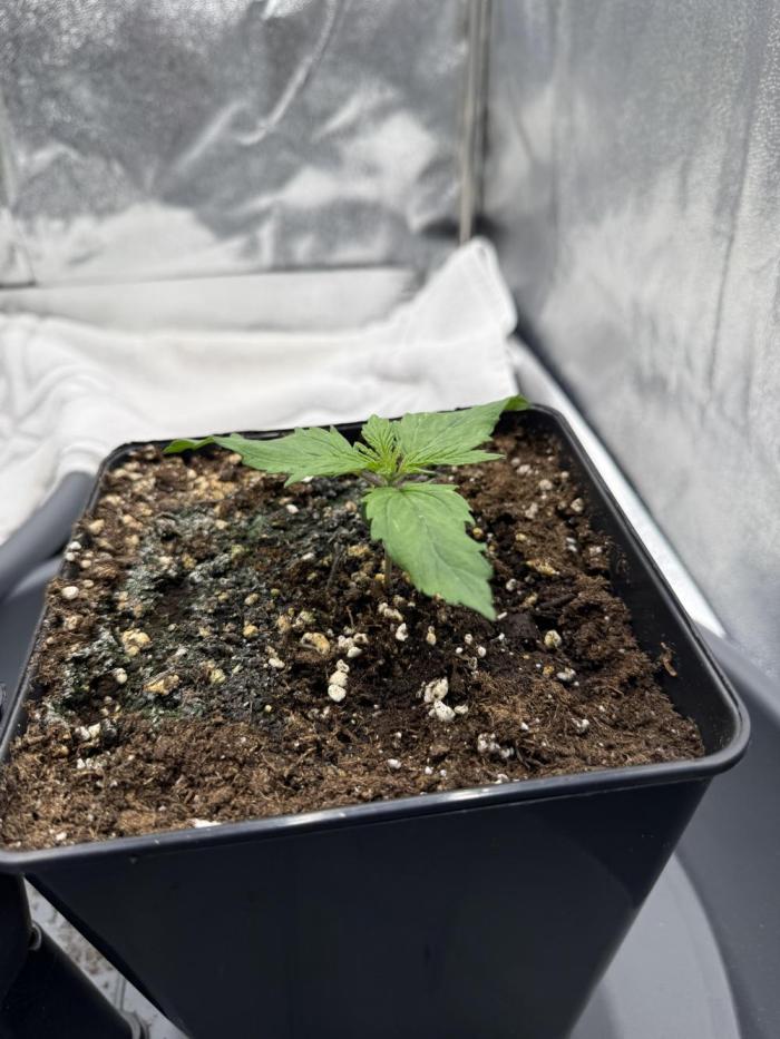 Apple Fritter. Week 1