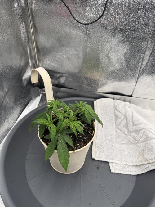 Bruce Banger FAST. Week 3