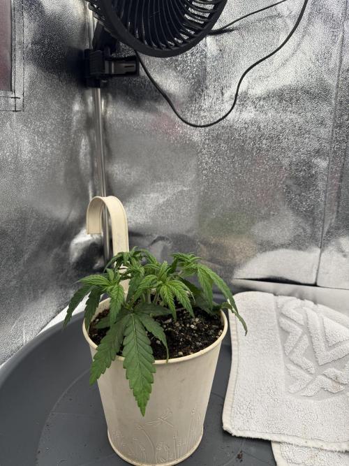 Bruce Banger FAST. Week 3