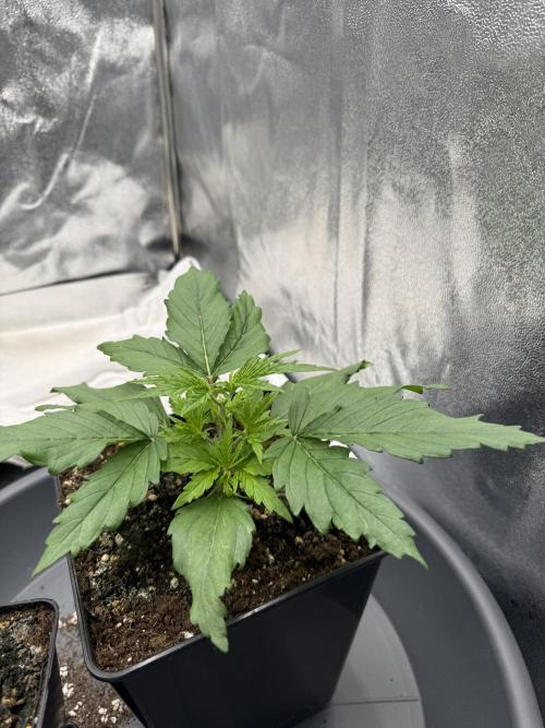 Apple Fritter. Week 2