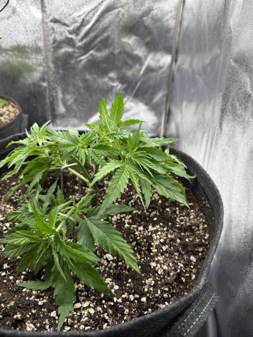 Apple Fritter. Week 3