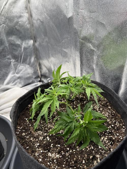 Apple Fritter. Week 3