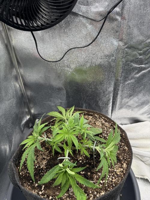 Bruce Banger FAST. Week 4