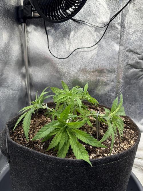 Bruce Banger FAST. Week 4