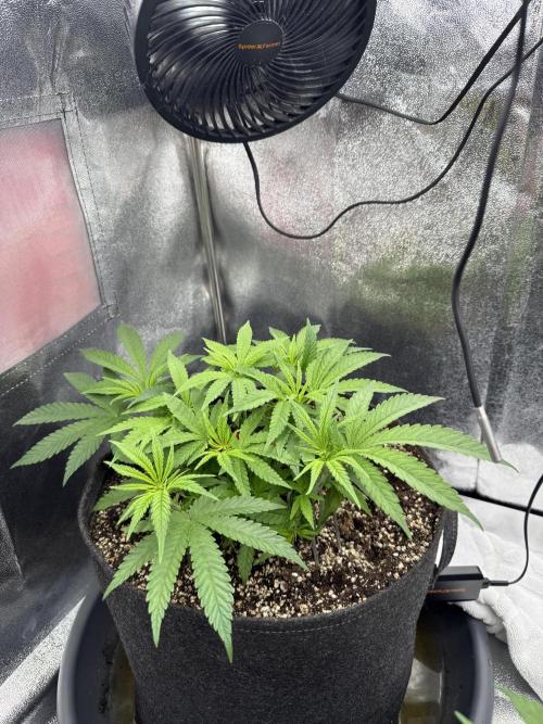 Bruce Banger FAST. Week 5