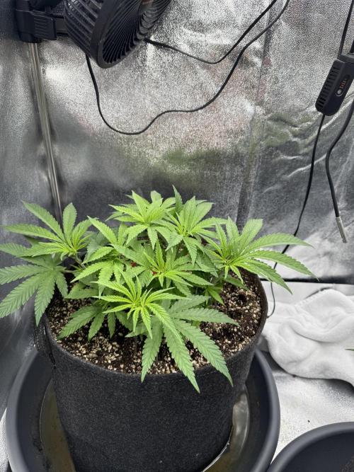 Bruce Banger FAST. Week 5