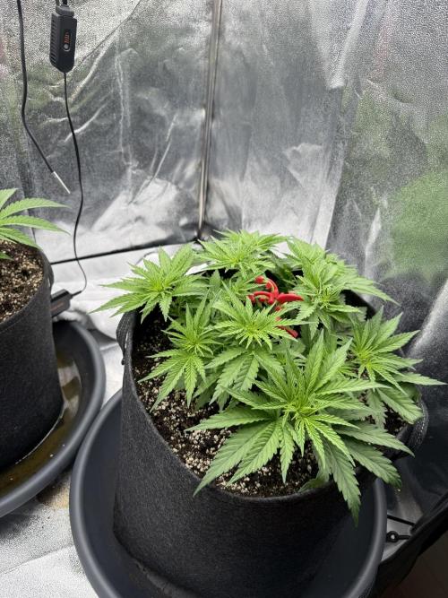 Apple Fritter. Week 4