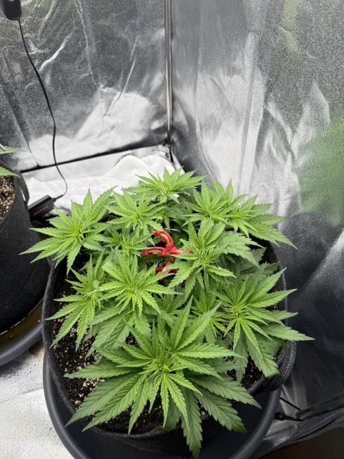 Apple Fritter. Week 4