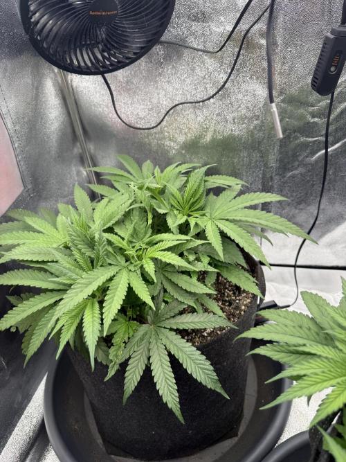 Bruce Banger FAST. Week 6