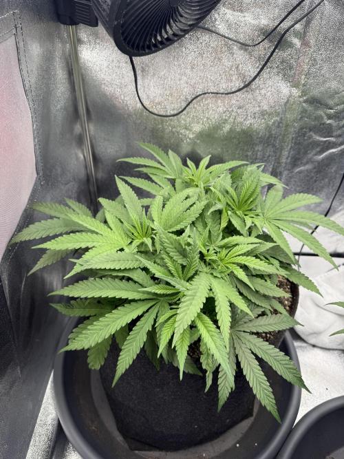 Bruce Banger FAST. Week 6