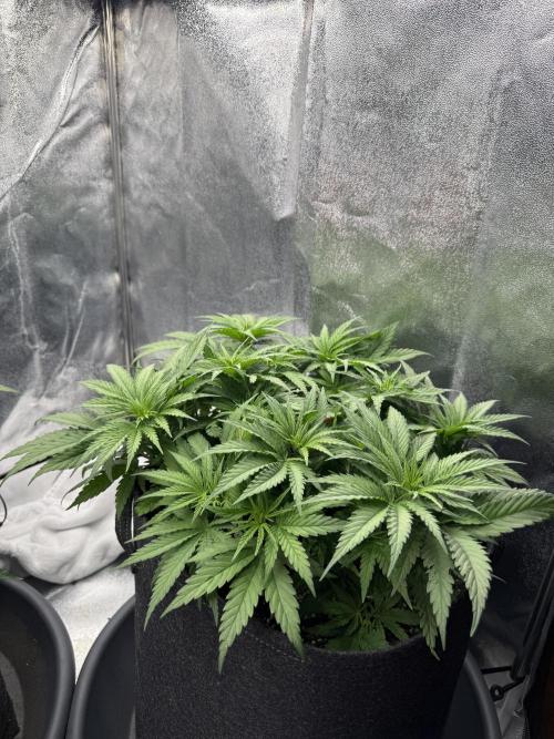 Apple Fritter. Week 5