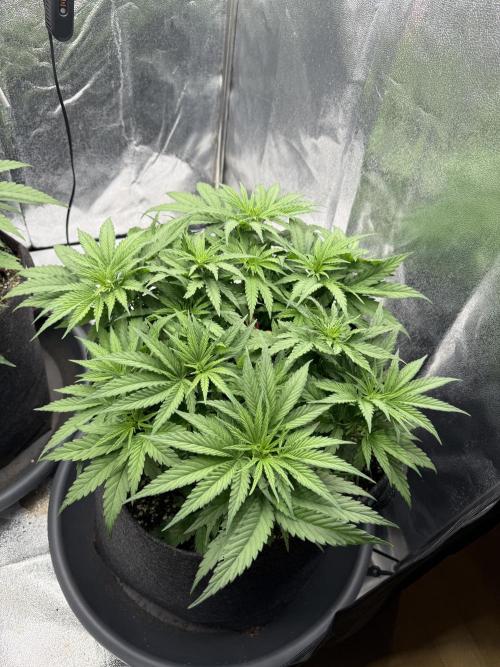 Apple Fritter. Week 5