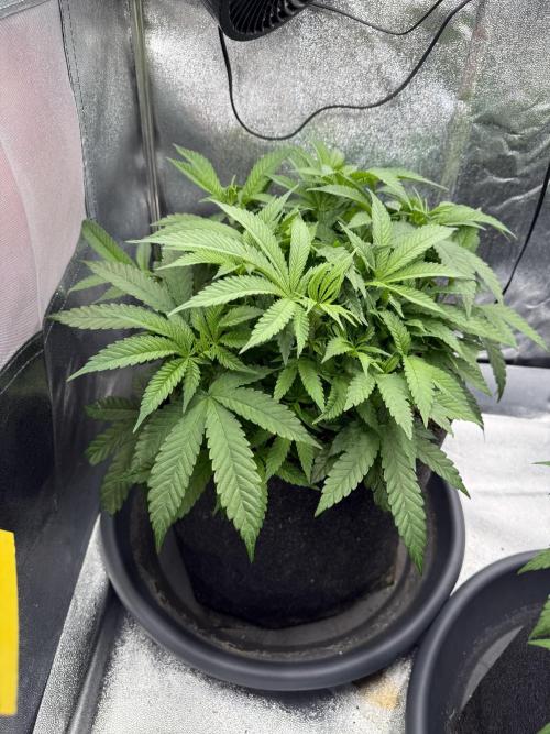 Bruce Banger FAST. Week 7