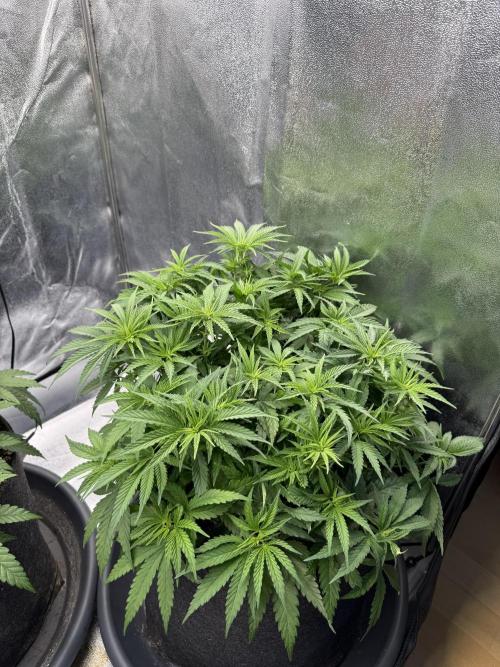 Apple Fritter. Week 6