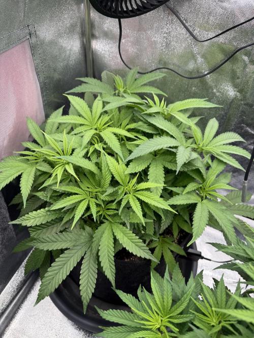 Bruce Banger FAST. Week 8