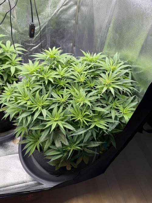 Apple Fritter. Week 7