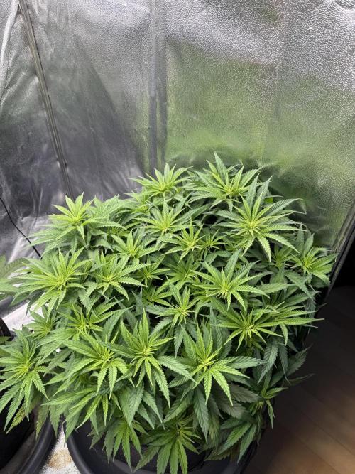 Apple Fritter. Week 7