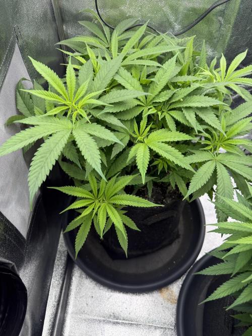 Bruce Banger FAST. Week 9