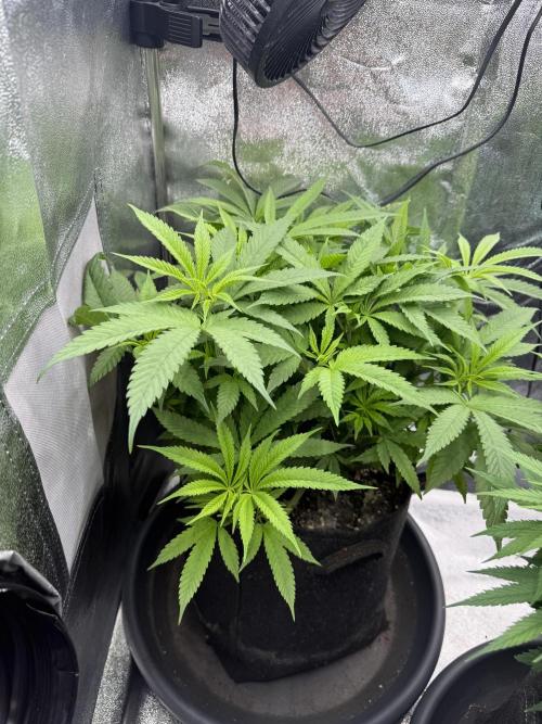 Bruce Banger FAST. Week 9